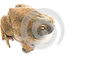 Bullfrog isolate on white