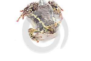 Bullfrog isolate on white