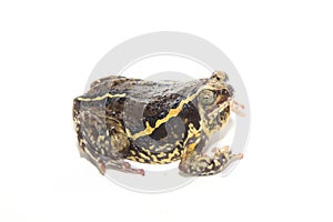 Bullfrog isolate on white