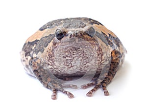 Bullfrog isolate on white