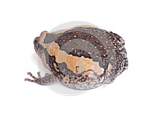 Bullfrog isolate on white