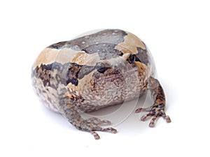 Bullfrog isolate on white