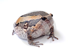 Bullfrog isolate on white