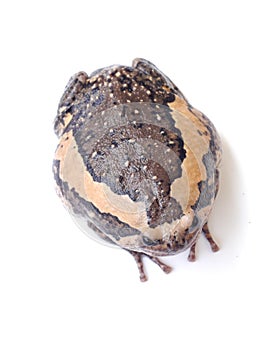 Bullfrog isolate on white