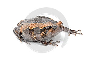 Bullfrog isolated on white background