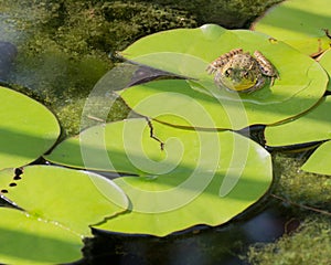 Bullfrog On A Lilly Pad