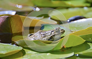 Bullfrog among lotus leaf