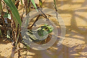 Bullfrog in muddy pond in Arizona Lithobates catesbeianus