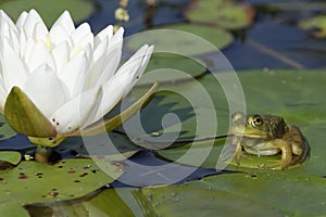 Bullfrog Next to a Water Lily