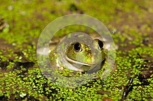 Bullfrog on a pond