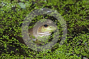 Bullfrog on a pond