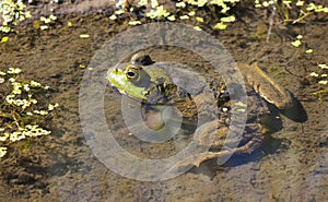 Bullfrog in Pond