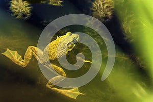 Bullfrog in a pond