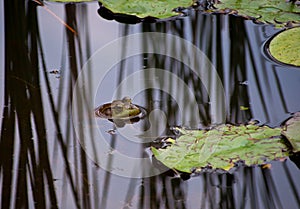 A bullfrog in a pond