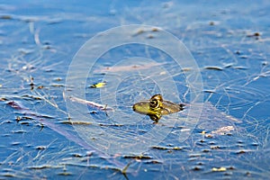 Bullfrog in pond