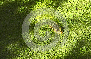 Bullfrog & Algae. Little frog in nature. A bullfrog in a pond is reflected in the water photo