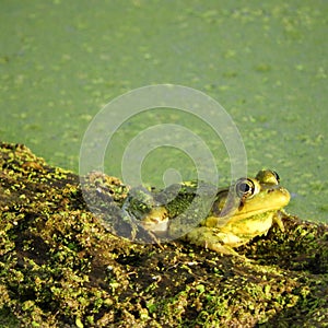 Bullfrog on a pond floating log with fly on eye
