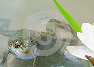 Bullfrog In A Pond In Summer