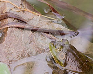 Bullfrog In A Pond In Summer