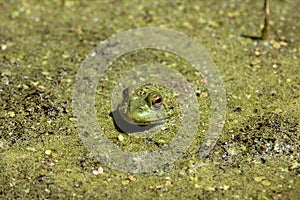 BUllfrog in Pond Weed