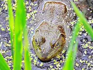 Bullfrog in Pond: A young bullfrog wades in pond hiding between grass blades, an insect at its side and the start o f a duckweed