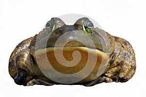 Bullfrog (Rana catesbeiana)