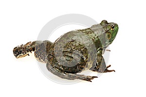 Bullfrog, Rana catesbeiana