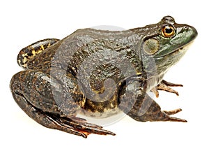 Bullfrog, Rana catesbeiana