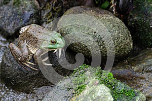 Bullfrog Rana Catesbeiana