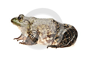 Bullfrog, Rana catesbeiana
