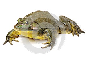 Bullfrog, Rana catesbeiana