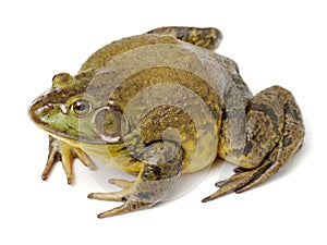 Bullfrog, Rana catesbeiana,