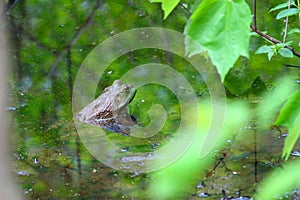 Bullfrog (Rana catesbeiana)