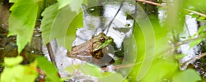 Bullfrog (Rana catesbeiana) photo