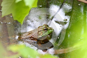 Bullfrog (Rana catesbeiana)