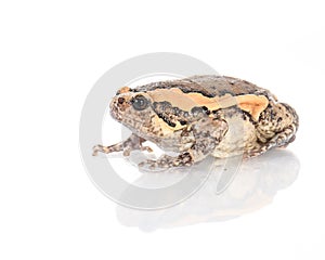 Bullfrog, Rana catesbeiana