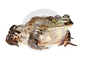 Bullfrog, Rana catesbeiana