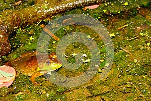 Bullfrog Rana catesbeiana Wisconsin