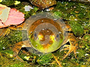 Bullfrog Rana catesbeiana Wisconsin
