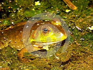 Bullfrog (Rana catesbeiana) Wisconsin