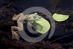 Bullfrog at Rest