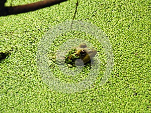 Bullfrog Sits in a Duck Weed Covered Pond