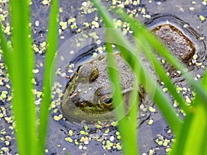 Bullfrog Sits in a Duck Week Pond