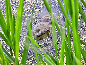 Bullfrog Sits in a Duck Week Pond