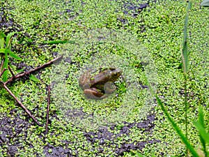 Bullfrog Sits on Muddy Pond Bank Covered in Duckweed Petals