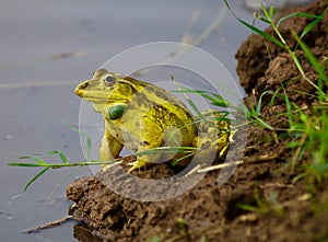 A bullfrog sitting on bank of pond making grinding and rasping sound during rainy season.