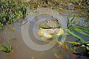 Bullfrog, South Africa