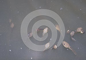 Bullfrog Tadpole