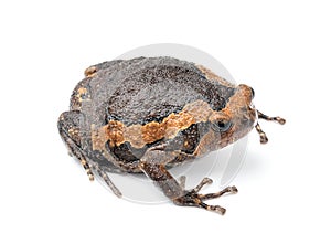 Bullfrog on white background