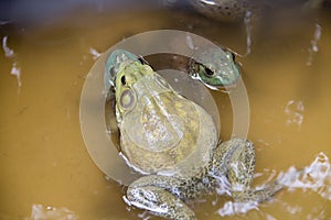 Bullfrogs breeding
